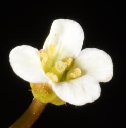 Cardamine exigua. Top view of flower.
 Image: P.B. Heenan © Landcare Research 2019 CC BY 3.0 NZ